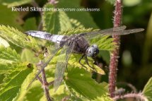 Keeled Skimmer Orthetrum coerulescens