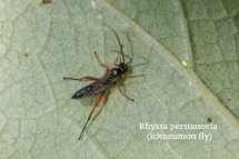 Rhyssa persuasoria (ichneumon fly)