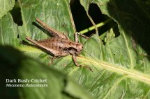 Dark Bush Cricket Meconema thallasiniuim