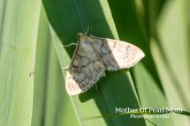 Mother Of Pearl Moth Pleuroptya ruralis