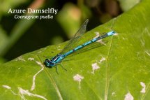 Azure Damselfly Coenagrion puella