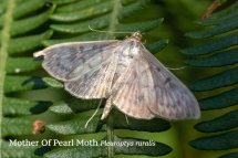 Mother Of Pearl Moth Pleuroptya ruralis