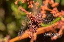 Ruddy Darter male Sympetrum sanguineum