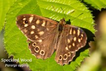 Speckled Wood Pararge aegeria