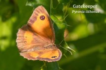 Gatekeeper Pyronia tithonus