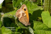 Gatekeeper Pyronia tithonus