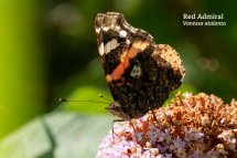 Red Admiral Vanessa atalanta