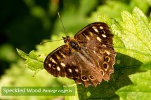 Speckled Wood Pararge aegeria