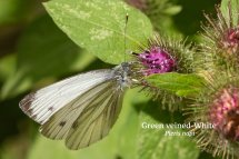 Green veined White Pieris napi
