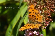 Comma Polygonia c album