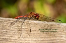 Ruddy Darter male Sympetrum sanguineum