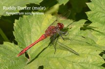 Ruddy Darter male Sympetrum sanguineum