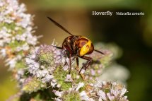 Hoverfly Volucella zonaria