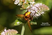 Hoverfly Volucella zonaria