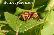 Hornet Vespa crabro