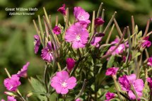 Great Willow Herb Epilobiun hirsutum