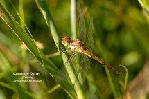 Ruddy Darter Female Sympetrum sanguineum