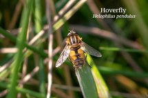 Hoverfly Helophilus pendulus