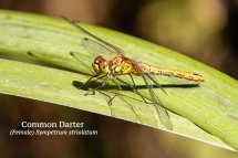 Common Darter Female Sympetrum striolatum