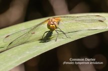 Common Darter Female Sympetrum striolatum
