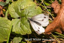 Small White Pieris rapae