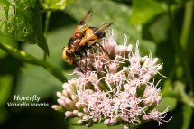 Hoverfly Volucella zonaria