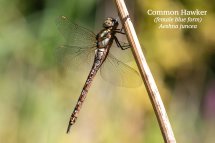 Common Hawker female blue form Aeshna juncea