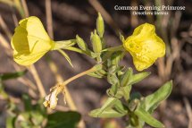 Common Evening Primrose Oenothera biennis
