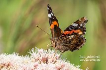 Red Admiral Vanessa atalanta