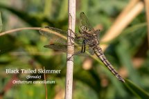 Black Tailed Skimmer Orthetrum cancellatum female