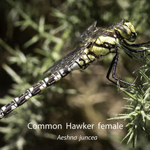 Common Hawker female Aeshna juncea