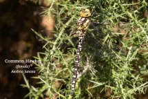 Common Hawker female Aeshna juncea