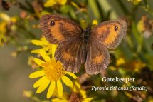 Gatekeeper Pyronia tithonus (female)