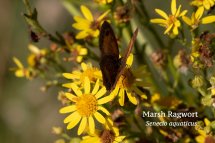 Marsh Ragwort Senecio aquaticus