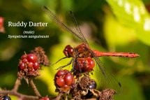 Ruddy Darter male Sympetrum sanguineum