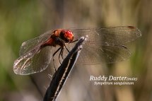 Ruddy Darter male Sympetrum sanguineum