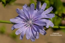 Chicory Cichorium intybus