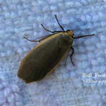 Buff Footman Eilma depressa