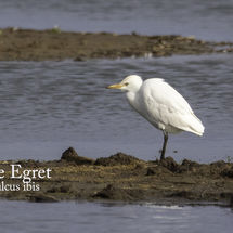 Cattle Egret Bubulcus ibis
