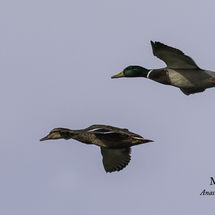 Mallard Anas platyrhynchos