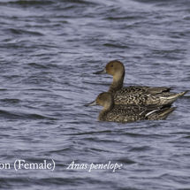 Wigeon Anas penelope