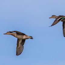 Mallard Anas platyrhynchos