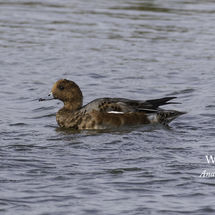 Wigeon Anas penelope