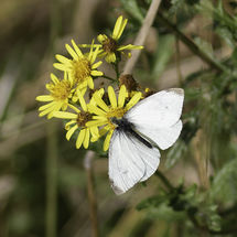 Small White Pieris rapae