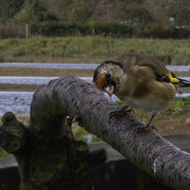 Goldfinch Carduelis carduelis