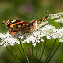 Red Admiral Vanessa atalanta