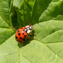 Fourteen Spot Ladybird