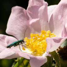 Dogrose Oedemera noblise