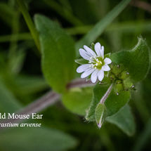 Field Mouse Ear Cerastium arvense