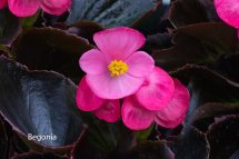 Begonia